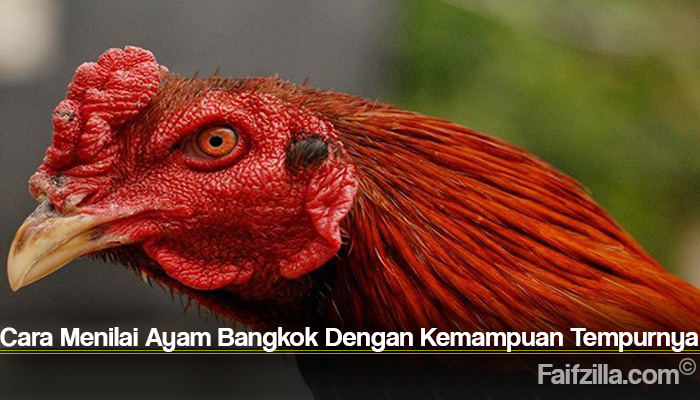 Cara Menilai Ayam Bangkok Dengan Kemampuan Tempurnya
